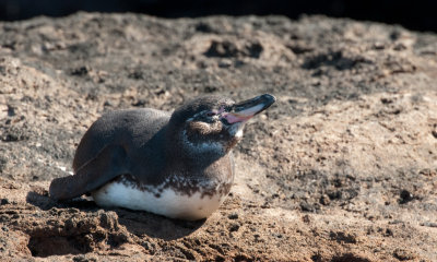 Galapagos Penguin on Bartolome_1148.JPG