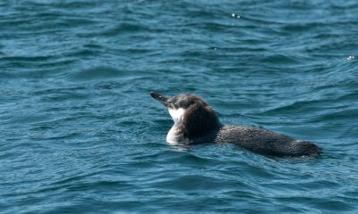 Galapagos penguin swimming_1149.JPG