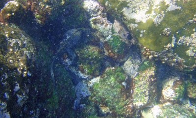 Marine iguana feeding_1167.JPG