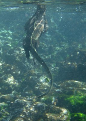 Marine iguana swimming_1168.JPG