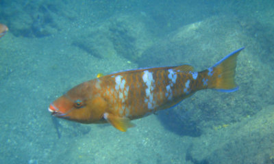 parrotfish 01_1174.JPG