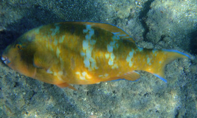 parrotfish 02_1175.JPG