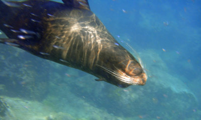 sea lion 06_1183.JPG