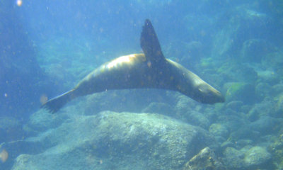 sea lion 08_1185.JPG
