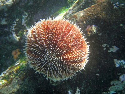 sea urchin 2_1190.JPG