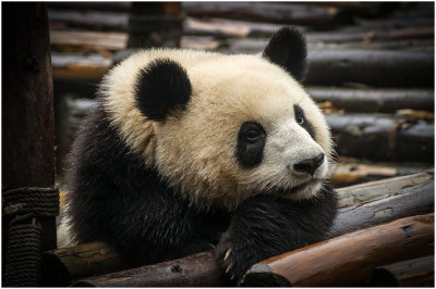 Thinking Panda Thoughts