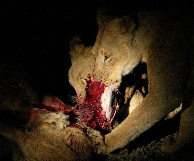 Lion kill