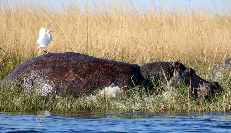Chobe River.