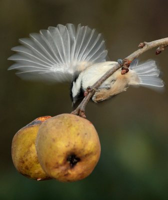 siskin