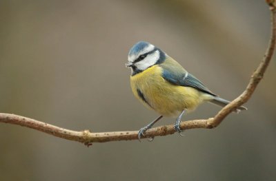 blue tit