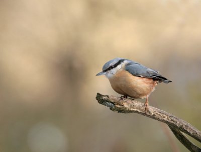 nuthatch