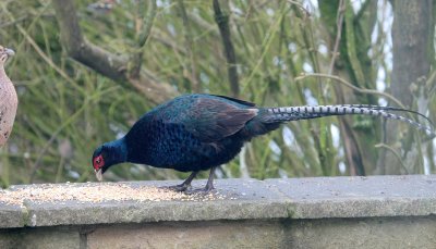 Blue Pheasant