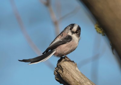 Long tailed tit