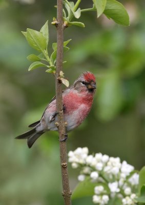 redpoll