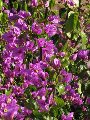 IMG_0205.jpg