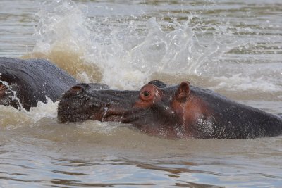 from the hippo hide, Mwamba