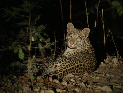 leopard around Kapamba camp