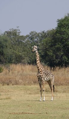 the walk in the morning,Giraffe