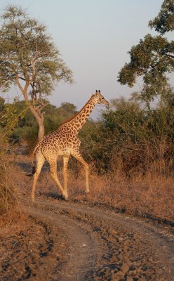 giraffe, Lion camp