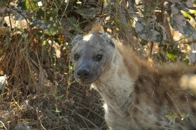 hyena, Mwamba camp