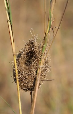 Weaver's  nest