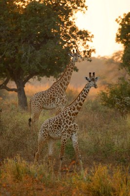 2 giraffes,  morning drive.jpg