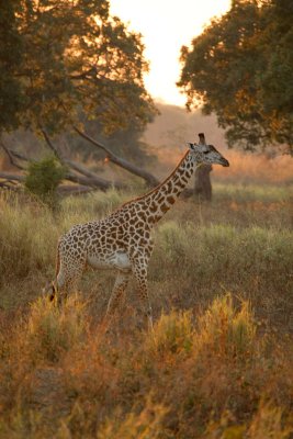 giraffe 2 morning drive.jpg