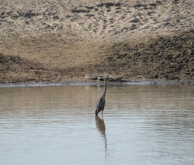 Goliath heron and croc.jpg