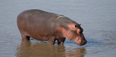 hippo2.jpg