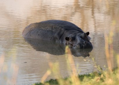 hippo.jpg