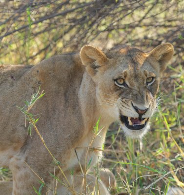 lions at rest5.jpg