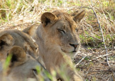 lions at rest7.jpg