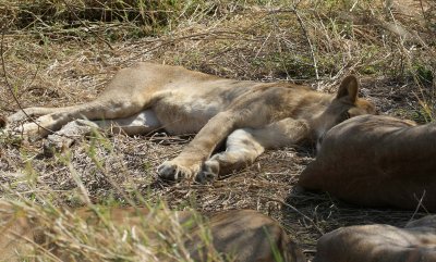 lions at rest10.jpg