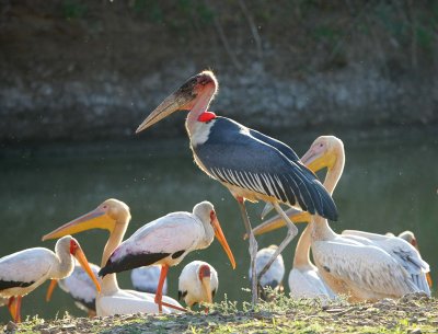 Maribou Storks3.one of the ugly 5.jpg