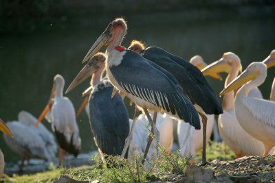 Maribou Storks 2.one of the ugly 5.jpg