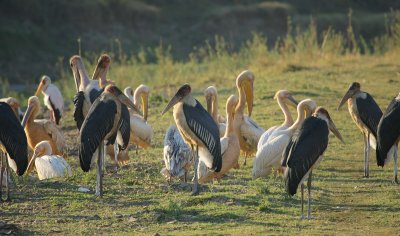 Maribou Storks.one of the ugly 5.jpg