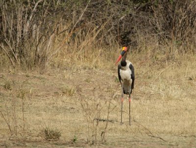 saddle billed stork3.jpg