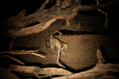 1st glimpse of the leopard.jpg