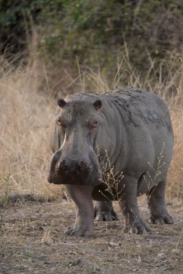 Day 3    Lion Camp, South Luangwa NP.