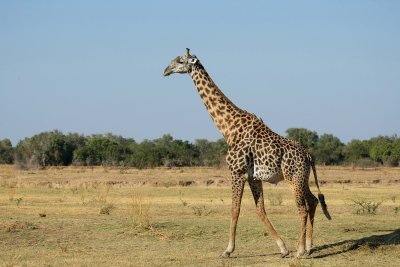Thornycroft giraffe