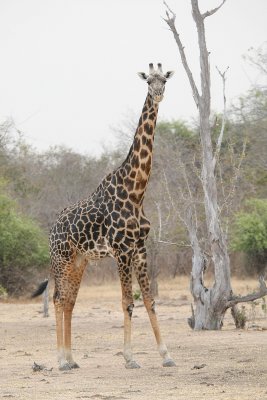 Thornycroft Giraffe