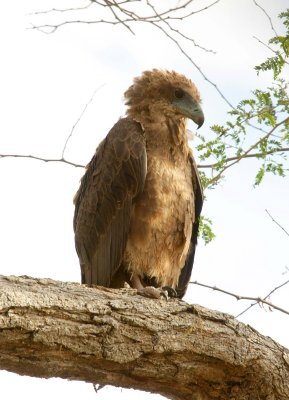 Young bateleur Eagle