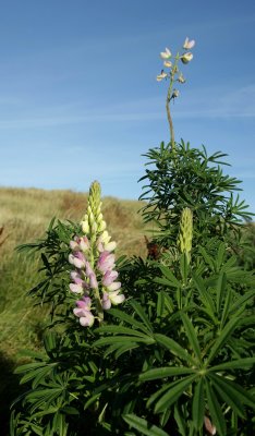 lupin in November!