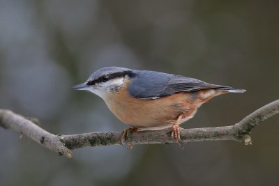 nuthatch