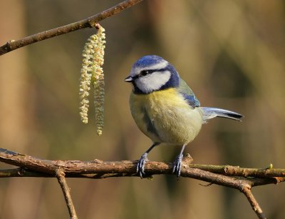 blue tit