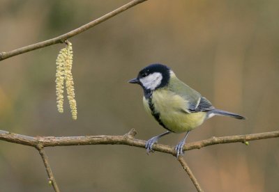 great tit