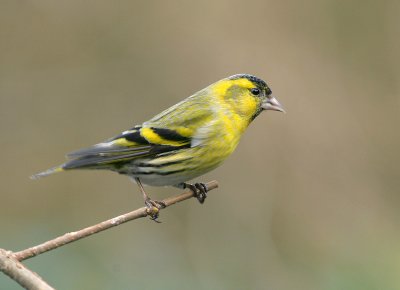 Siskin