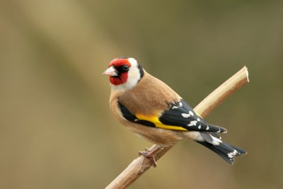 goldfinch