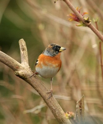 Brambling