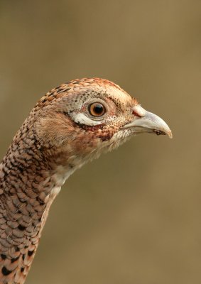 Pheasant